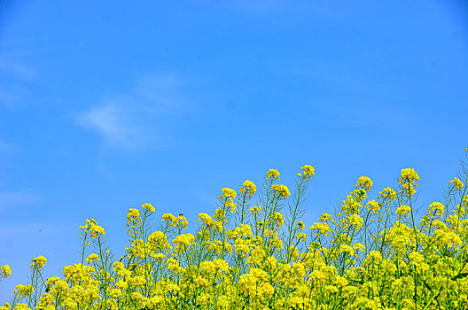 油菜花