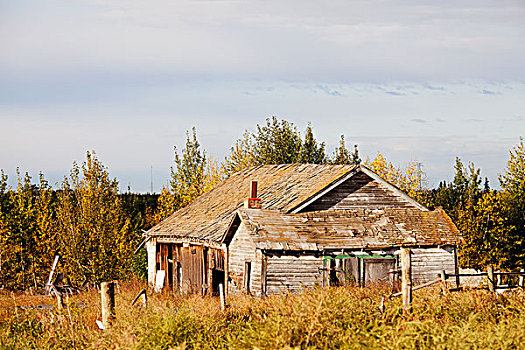 老,农场,乡村,艾伯塔省,加拿大