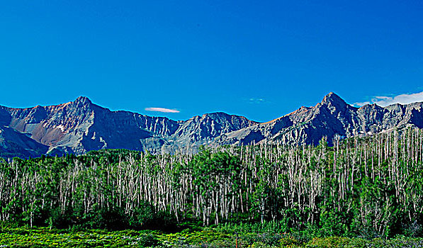 树,正面,山峦,圣胡安山,科罗拉多,美国