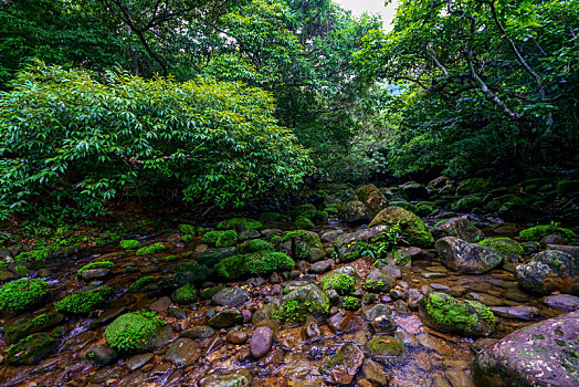 丛林,岛屿,冲绳,日本