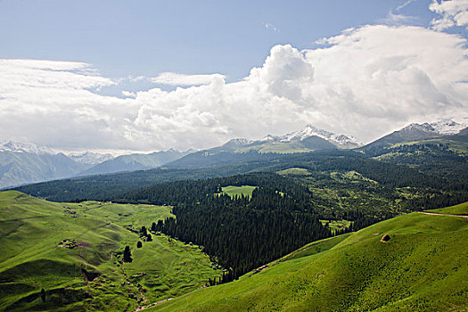 新疆天山伊犁草原牧场