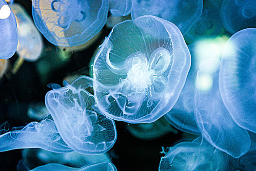 富国海底世界的水母