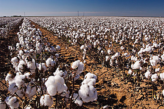 棉属,棉花,地点,德克萨斯,美国