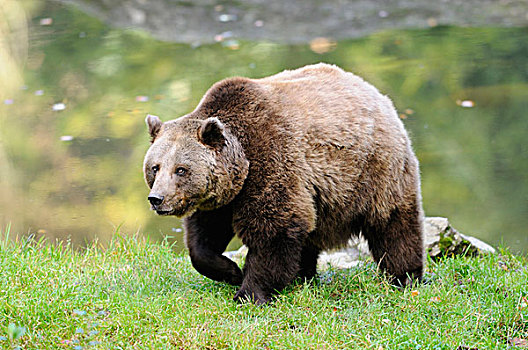 欧洲棕熊,熊棕熊棕熊,附近的,水,巴伐利亚森林国家公园,巴伐利亚,德国,欧洲
