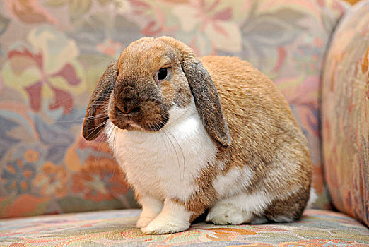矮小,兔子,兔豚鼠属,坐,沙发