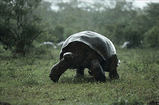 加拉帕戈斯巨龟,加拉帕戈斯象龟,下雨,季节,倾盆大雨,地面,阿尔斯多火山,伊莎贝拉岛,加拉帕戈斯群岛,厄瓜多尔