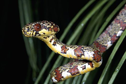 无毒蛇,蛇,特写,雨林,哥斯达黎加