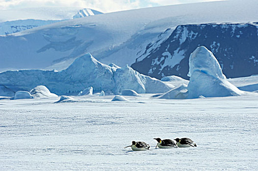 南极,威德尔海,雪丘岛,帝企鹅,成年,企鹅,上方,冰