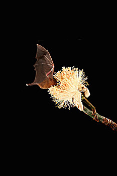 蝙蝠,花蜜,花,史密森尼,热带,研究站,科罗拉多岛,巴拿马