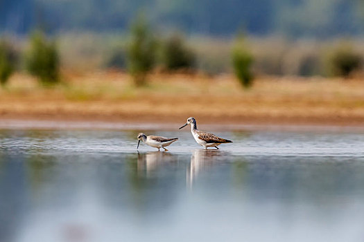 栖息于河流岸边,河滩或沼泽草地,以小型脊椎动物为食的泽鹬鸟