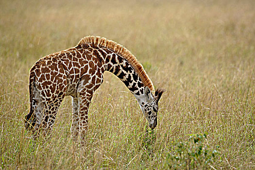 马赛长颈鹿,马塞马拉野生动物保护区,肯尼亚