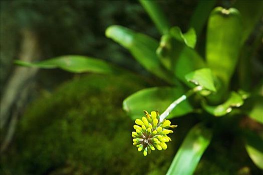 特写,花