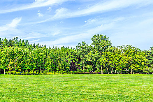 绿色,树,公园