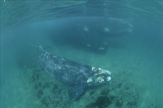 南露脊鲸,幼兽,交配,成年,瓦尔德斯半岛,阿根廷