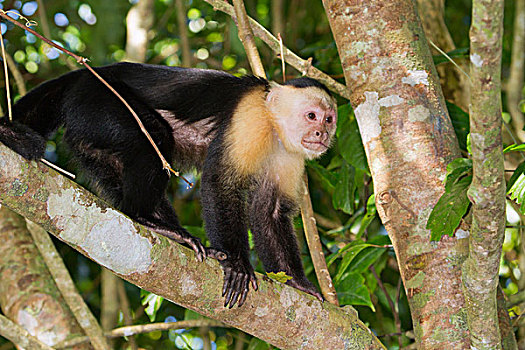 枝条,国家级保护区,柠檬,哥斯达黎加,中美洲