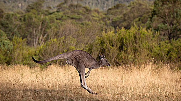 袋鼠,跳跃,新南威尔士,澳大利亚