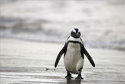 黑脚企鹅,海滩,好望角,南非