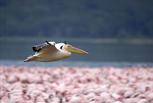 白鹈鹕,飞跃,火烈鸟,纳库鲁湖,肯尼亚,非洲