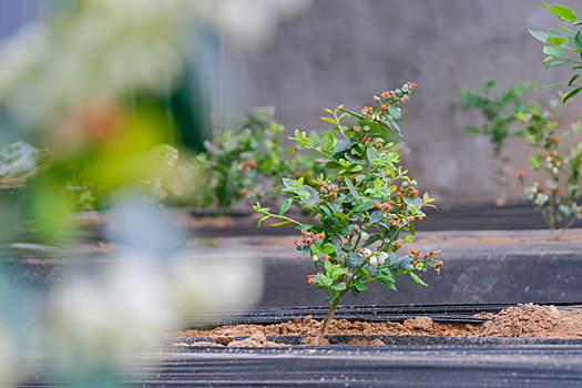 大棚里盛开得蓝莓花和蓝莓果