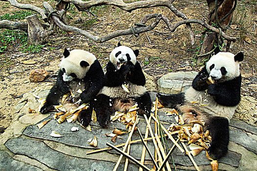 长隆熊猫三兄弟
