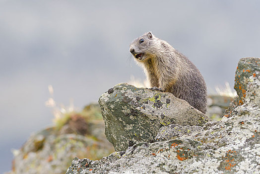 阿尔卑斯山土拨鼠,旱獭,岩石上,小动物,警告标识,国家公园,陶安,卡林西亚,奥地利,欧洲