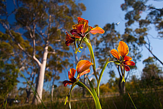 三色堇,兰花,花,桉树,树林,佩思,西澳大利亚州