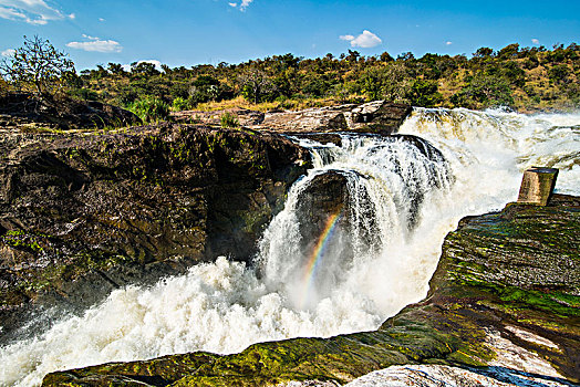 尼罗河,国家公园,乌干达,非洲