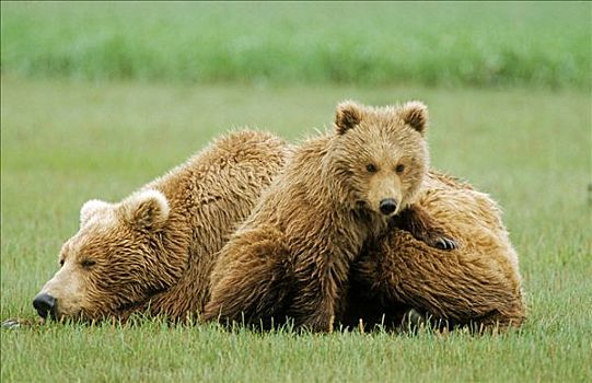 棕熊,雌性,幼仔,阿拉斯加