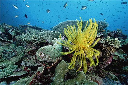 毛头星,珊瑚,礁石,脚,深,巴布亚新几内亚