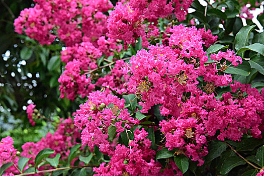 紫薇花花朵