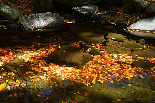秋叶,河床