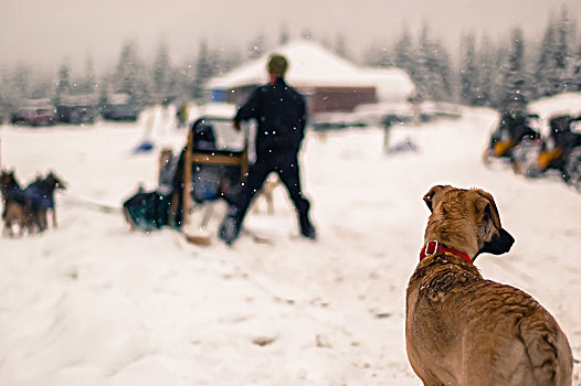 人,狗拉雪橇,后视图,惠斯勒,不列颠哥伦比亚省,加拿大