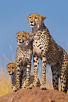 猎豹,猎豹猎豹,随着,两,半成长,小熊,寻找猎物,从,白蚁土墩,马赛玛拉国家保护区,肯尼亚,非洲