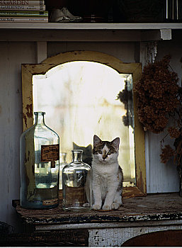 肖像,小猫,坐,桌子,镜子,瓶子