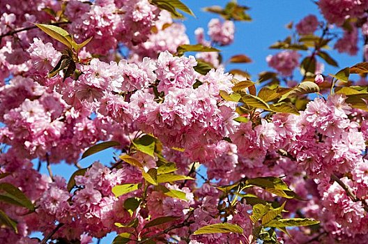 英格兰,北约克郡,粉色,樱花,蓝天