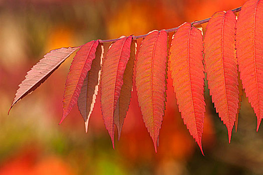 盐肤木,秋天,叶子,德国,欧洲
