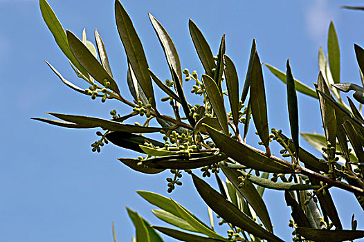 橄榄树,嫩枝