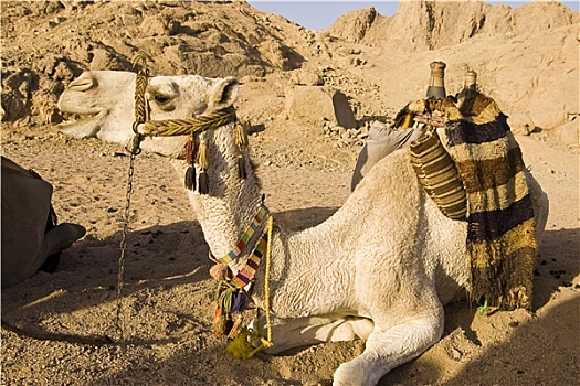 骆驼,撒哈拉沙漠