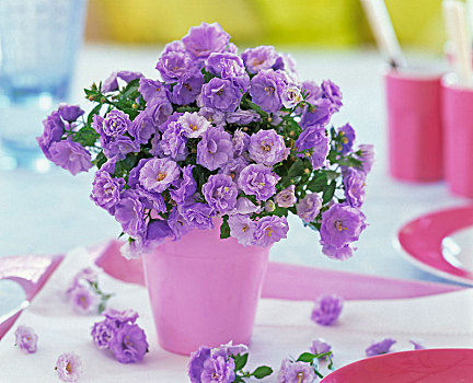 盛开,风铃草,花束,粉色,花瓶