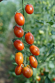 圣女果西红柿