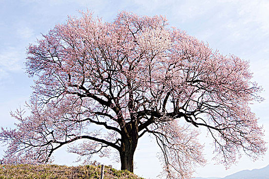 樱桃树,开花,山梨县,日本,亚洲