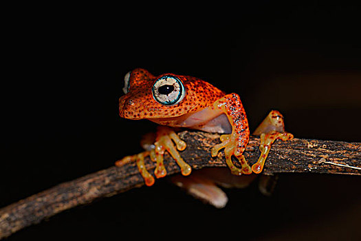 夜出型动物,树蛙,马达加斯加,非洲