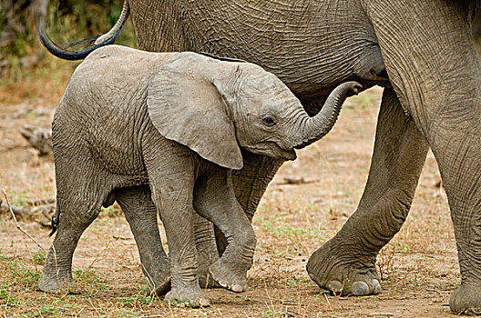 非洲,大象,走,旁侧,母兽,马沙图禁猎区,博茨瓦纳