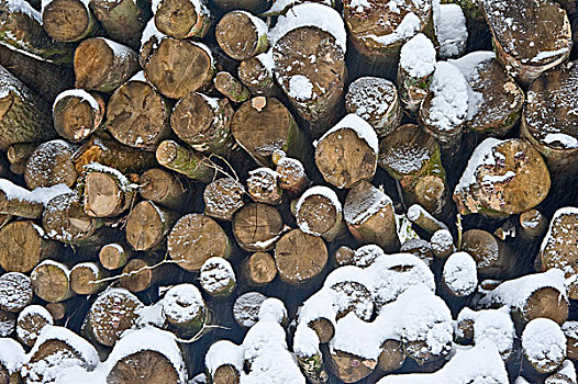 漂亮,冬日树林,雪景,深,雪,特写,切削,木料,一堆