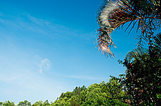 仰视,棕榈树,地区,安得拉邦,印度