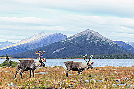 树林,北美驯鹿,岸边,紫色,湖,山谷,碧玉国家公园,艾伯塔省,加拿大