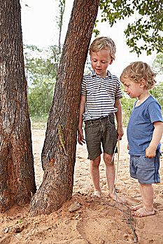 两个男孩,看,变色龙,攀登,树
