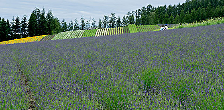 日本北海道薰衣草花海