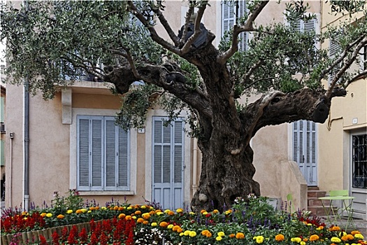 乡村,老,橄榄树,普罗旺斯,法国南部