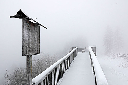 雪景,黑森林,国家公园,北方,高,道路,巴登符腾堡,德国